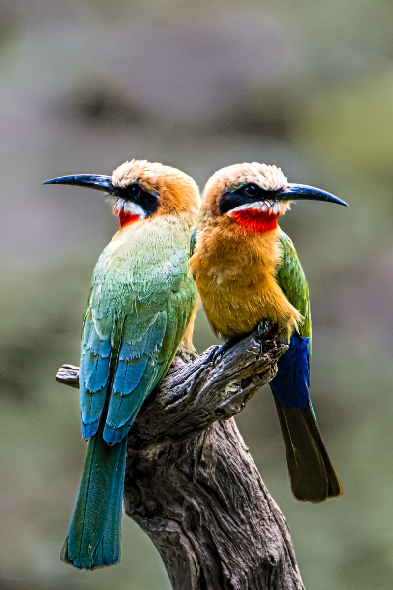 Bee Eaters