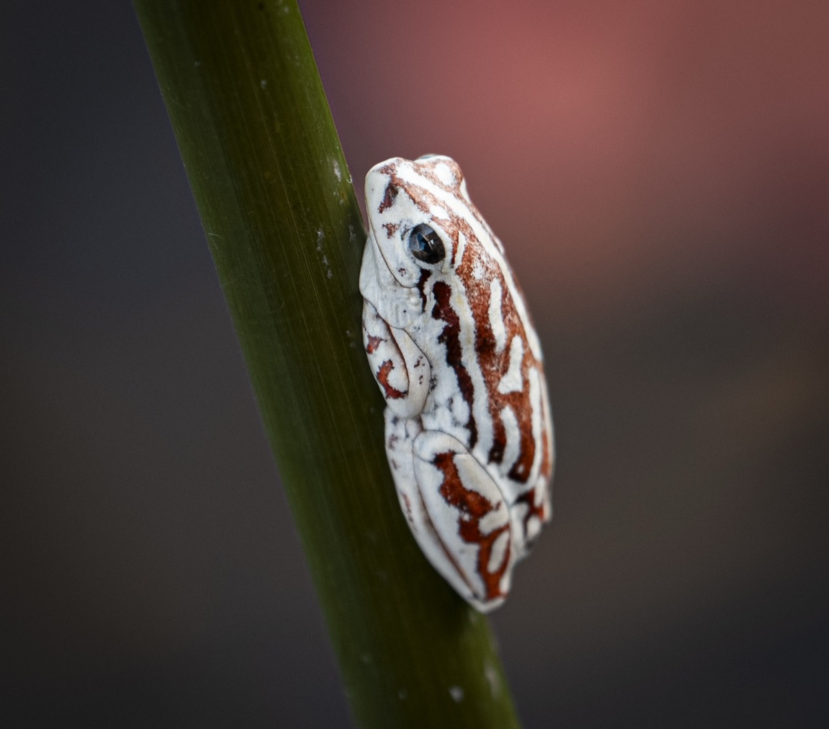 Painted Reed Frog