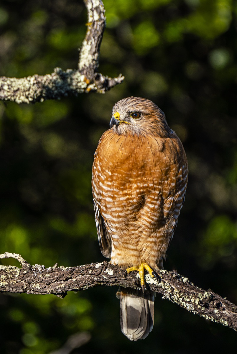 Red-Shouldered Hawk
