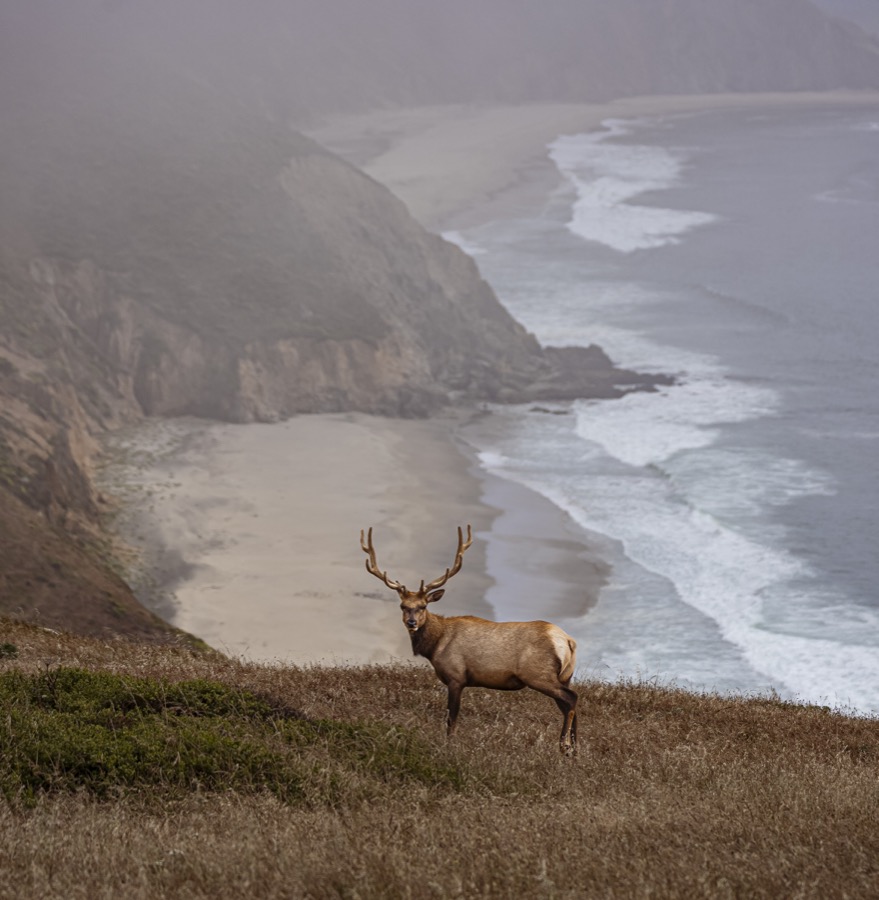 Tule Elk
